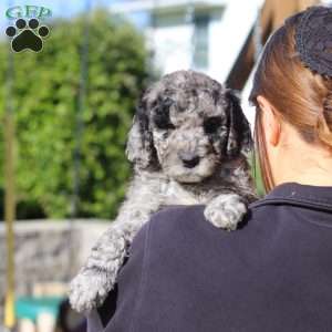 Roxy, Newfypoo Puppy